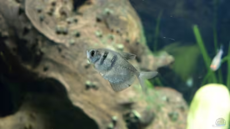 Gymnocorymbus ternetzi  von Oliver Boden (42)