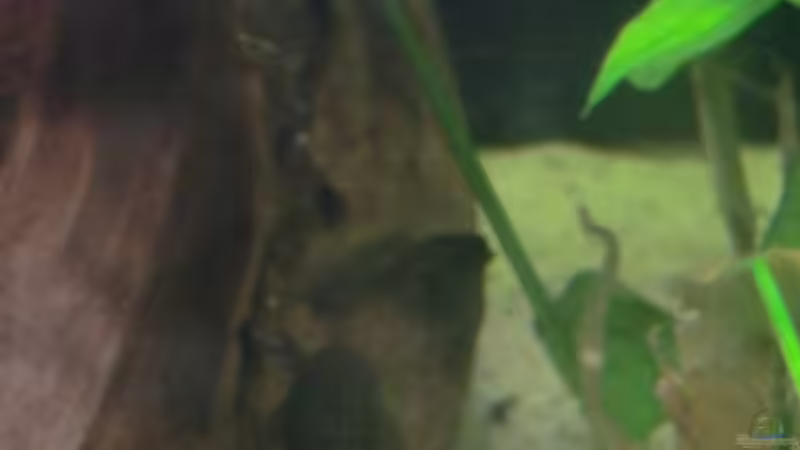 Gymnocorymbus ternetzi (Trauermantelsalmler) von Morten (16)