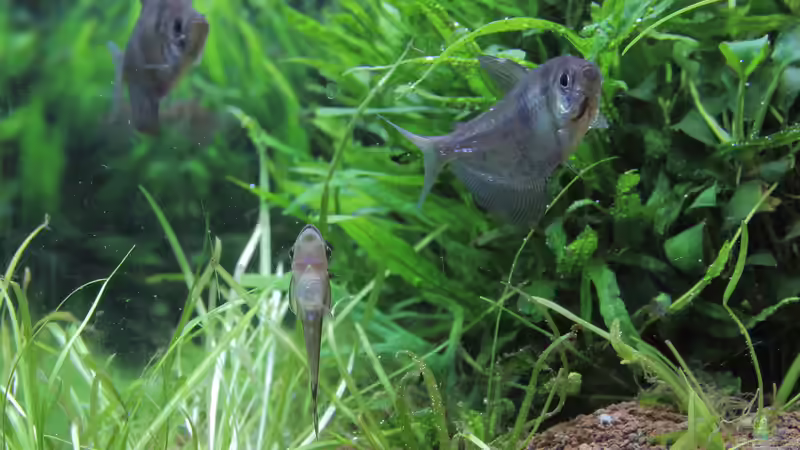 Gymnocorymbus ternetzi und Otocinclus von c-th (34)