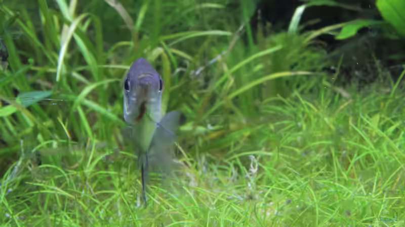 Gymnocorymbus ternetzi von c-th (31)