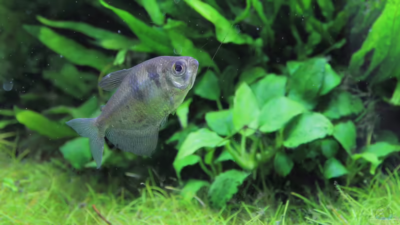 Gymnocorymbus ternetzi von c-th (32)