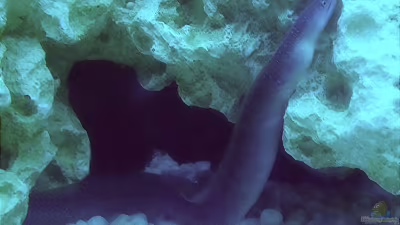 Gymnothorax tile von _JWoww_ (14)