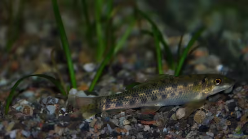 Gyrinocheilus aymonieri (Siamesische Saugschmerle) von Daniel Monney (10)