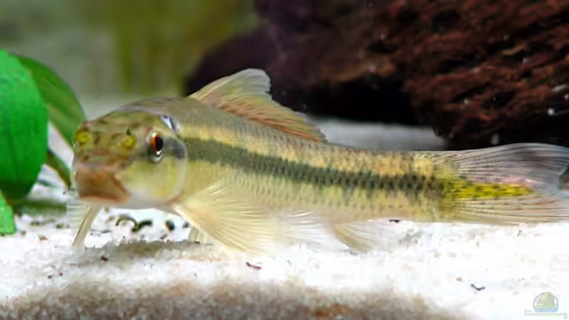 Gyrinocheilus aymoniesi  (Saugschmerle) von Udo Siebensohn (13)