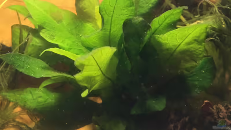 H. corymbosa zeigt einige Mangelerscheinungen, erstmal abwarten (04.05.2018) von BaBa (7)