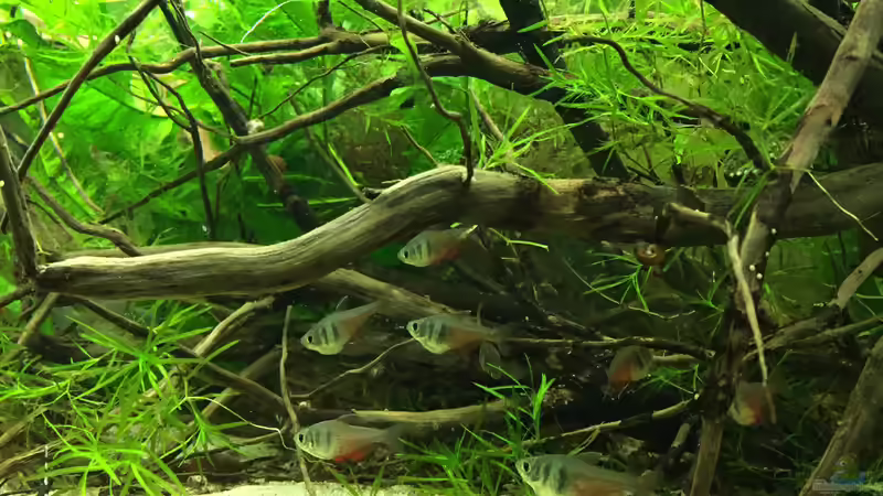 H. flammeus von Botia (7)