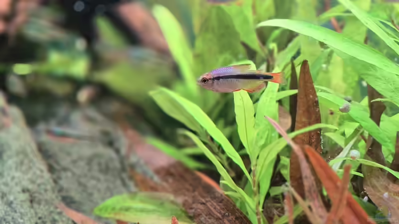 H. Melanosticos von Laura (23)