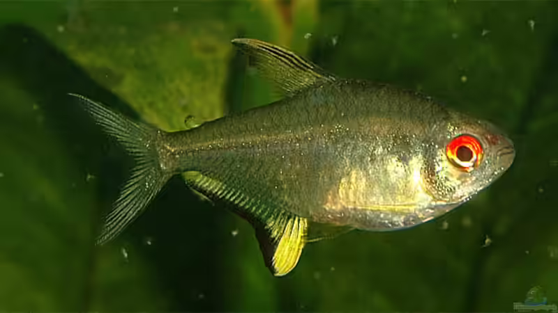 H. pulchripinnis, Weibchen von Volker Hebestreit (11)