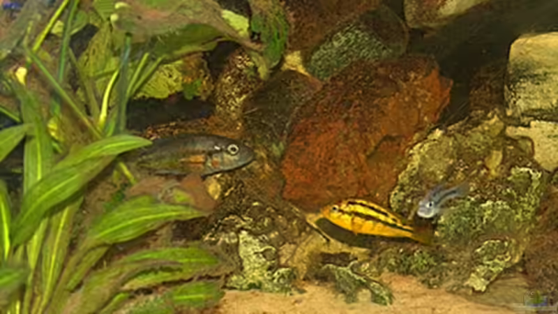 H. sp. Orange Rock Hunter, H. sp. Rock Kribensis Mwanza North, H thereuterion von Stanislav Kislyuk (9)