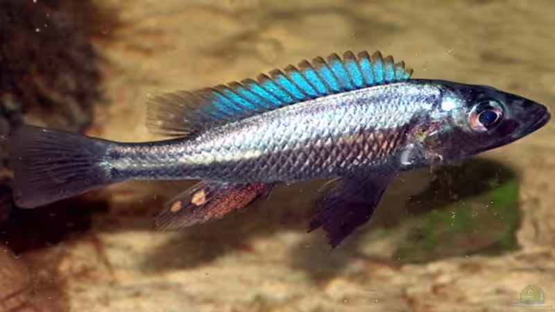 H. thereuterion, Männchen von Stanislav Kislyuk (6)