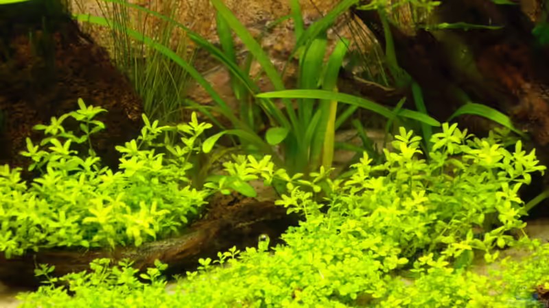 H.c. cuba von Olli Bartels (2)