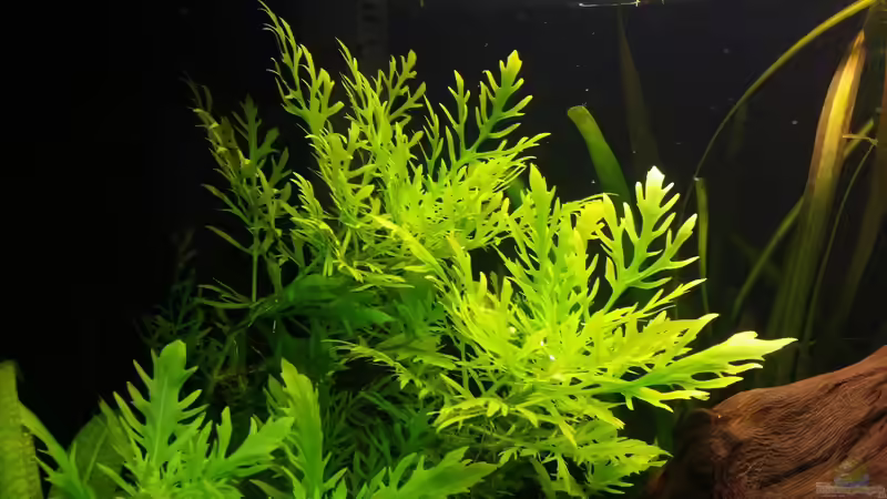 H.difformis von Anna-RS (9)