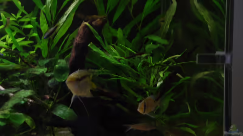 H.Salicifolia ´Weidenblättriger Wasserfreund´ von schmitzkatze (3)