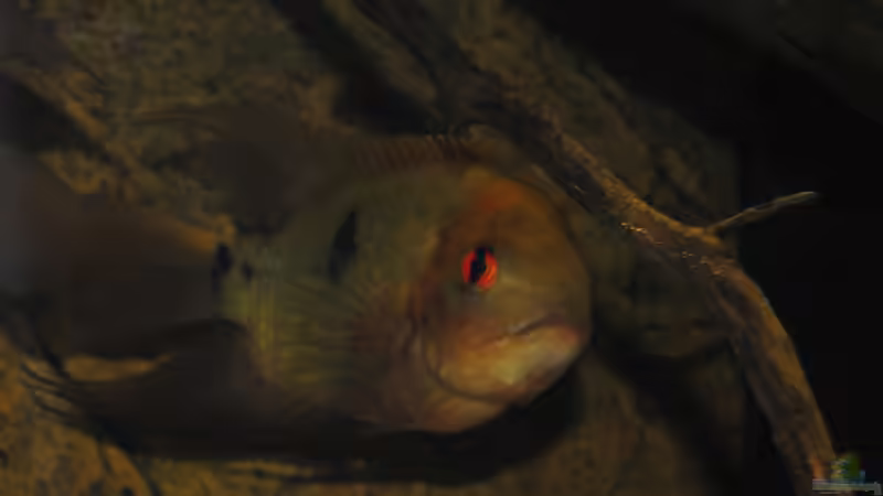 H.temporalis; Schau mir in die Augen! von weyrobing (16)