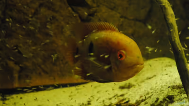 H.temporalis Dame von weyrobing (26)