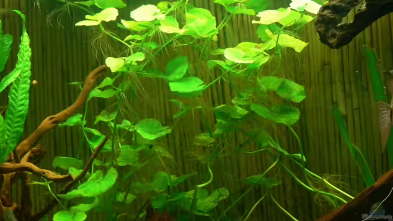 H20 von Lexterpower (5)