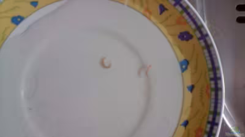 ha ha 2 würmer die ich mit falle  gefangen habe :-) von O.K. (15)