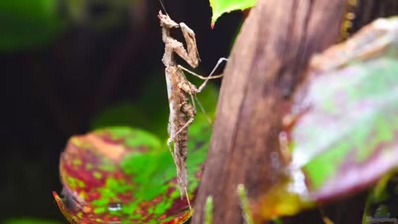 Haania orlovi von Junglist (18)