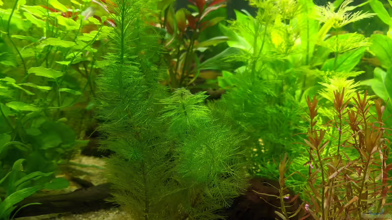 Haarnixe (17.06.2020) von Ameisenalex (15)