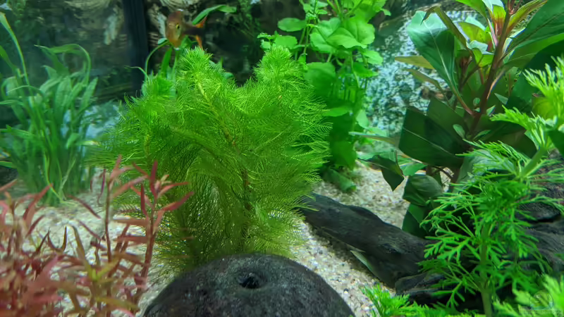 Haarnixe (Cabomba) 11.06.2020 von Ameisenalex (28)