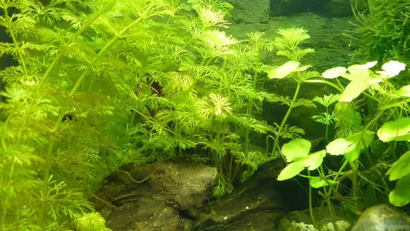 ´Haarnixe´ links  von A. G. (6)