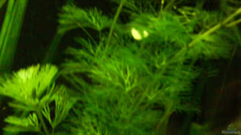 Haarnixe von Janik Ruser (5)