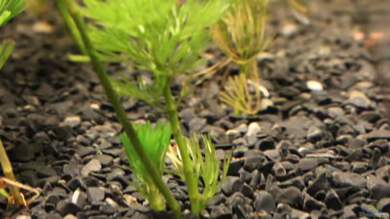 Haarnixe von Marc Leu (14)