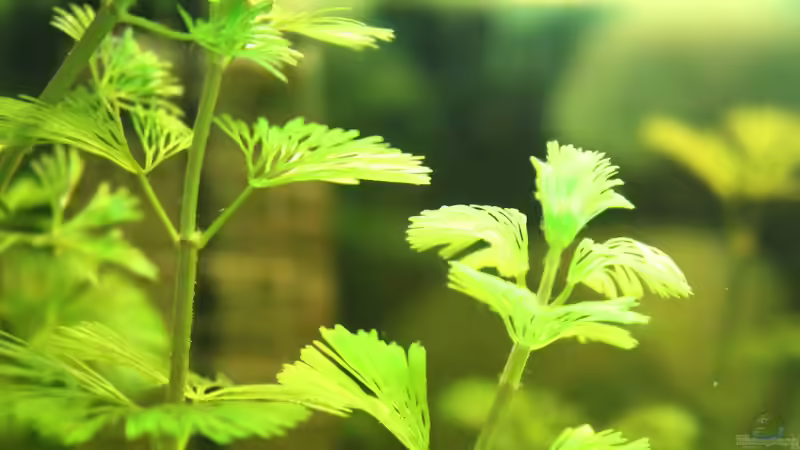 Haarnixe von Ralf Kl (2)