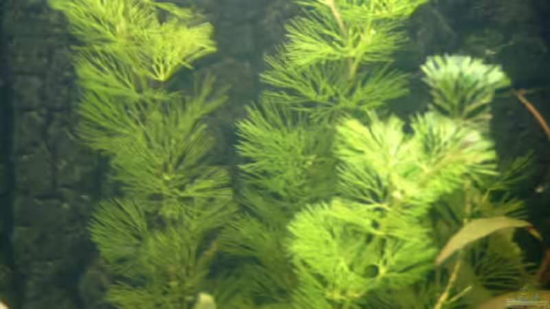 Haarnixe von Sean & Fynn (7)