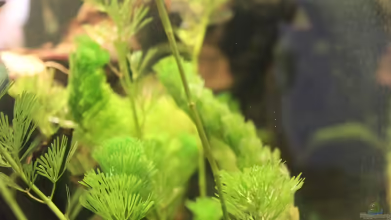 Haarnixen von Marc Leu (9)