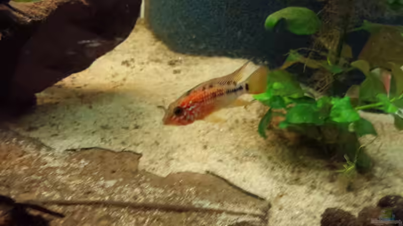 Hab den Namen leider nicht mehr, weiß jemand den genauen Namen? von Moe (8)