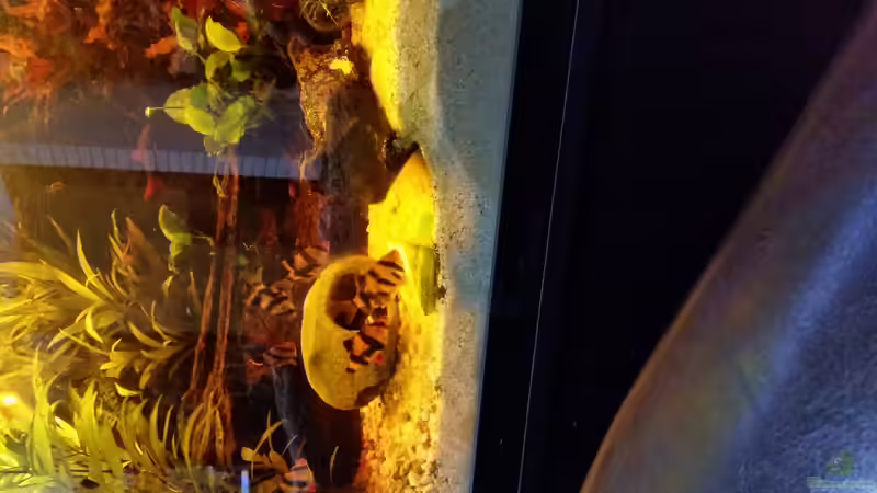 Hab die Barben jetzt endlich mal beim Gurke fressen erwischt. :-) von SvenDerGroße (13)