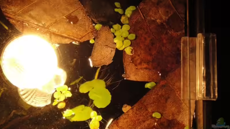 hab ein grosses Seemandelbaum Blatt mit der Schere zerkleinert von Laura (17)