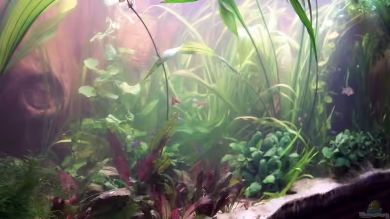 Hab mal die Pflanzen ausgedünnt.... von cupra2009 (4)