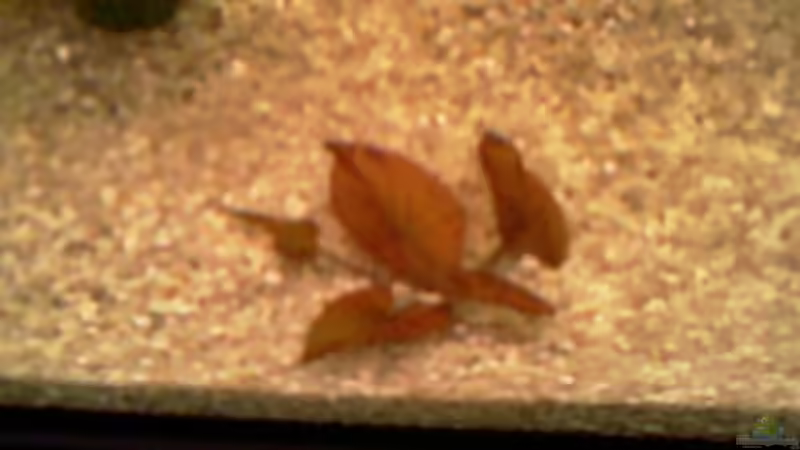 hab schon 4 Blätter bekommen, seit ich hier bin! von Carmen Bernhardt (5)