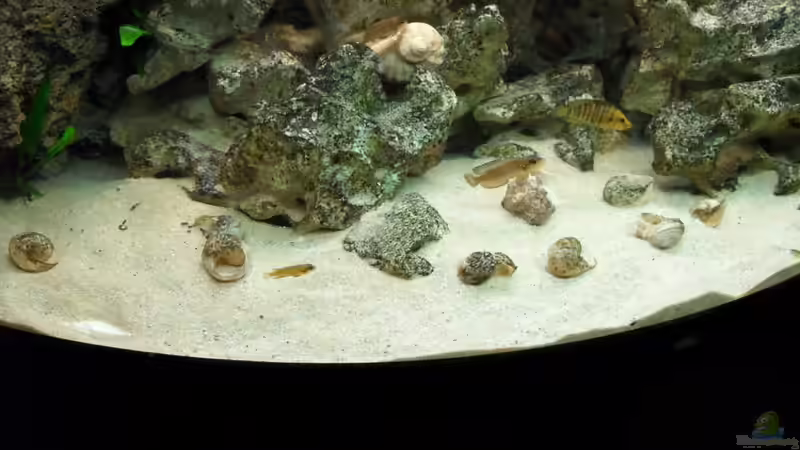 Habe die Schneckenhäuser ausgegraben, damit die kleinen wieder etwas zu tun haben. von tauchteddy (16)