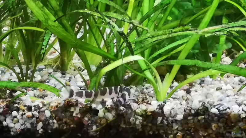 Habe ein Dornauge vor die Linse bekommen ;) von Sven2501 (35)