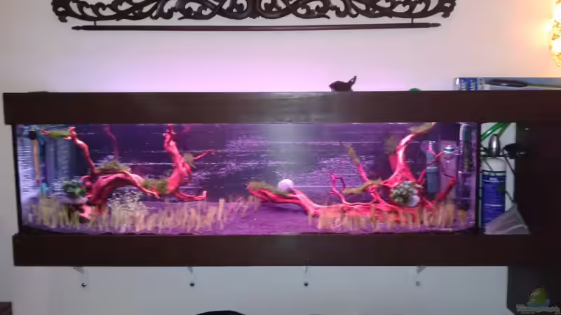 Habe leider versäumt vor dem Pflanzeneinsetzen ein Foto zu machen, aber man kann von Bjarke (31)