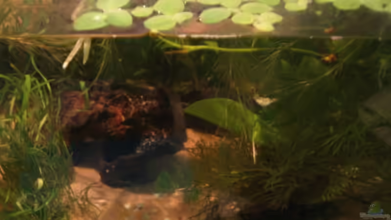 habe Schwimmpflanzen dazu gegeben von Sabine Kainz (6)