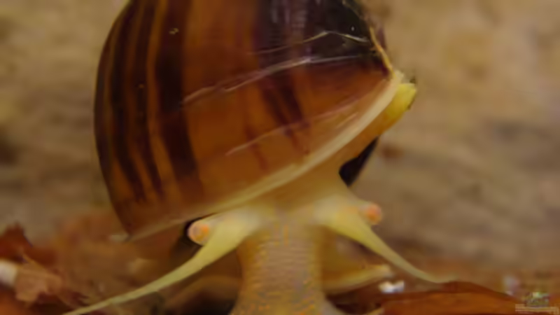 Hab`Hunger... von manzanarez (18)