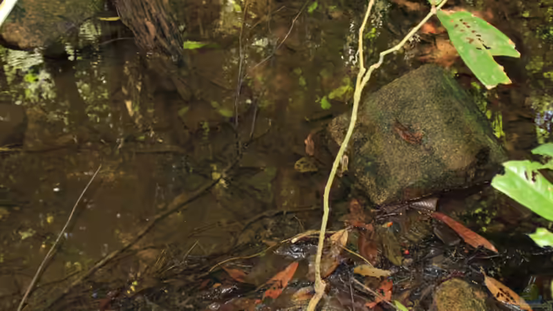 Habitat Urwaldbach von -Der Österreicher- (23)