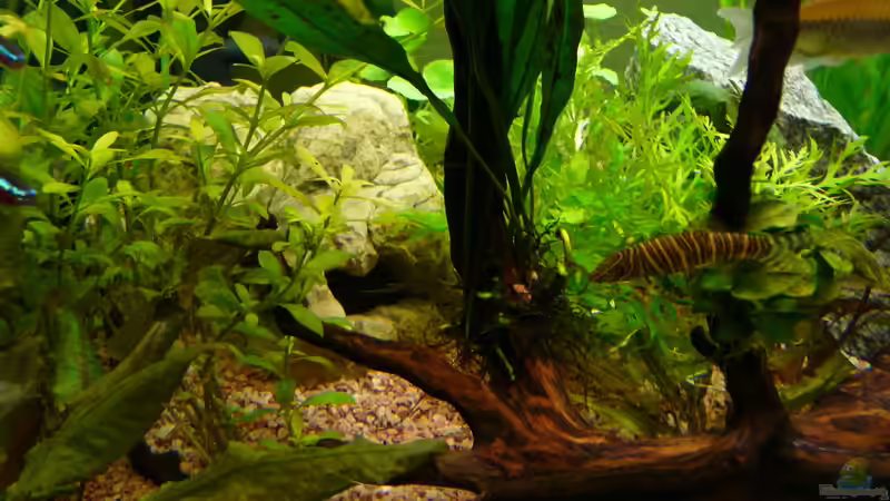 Habitate de Wels ;) von Zewana (13)