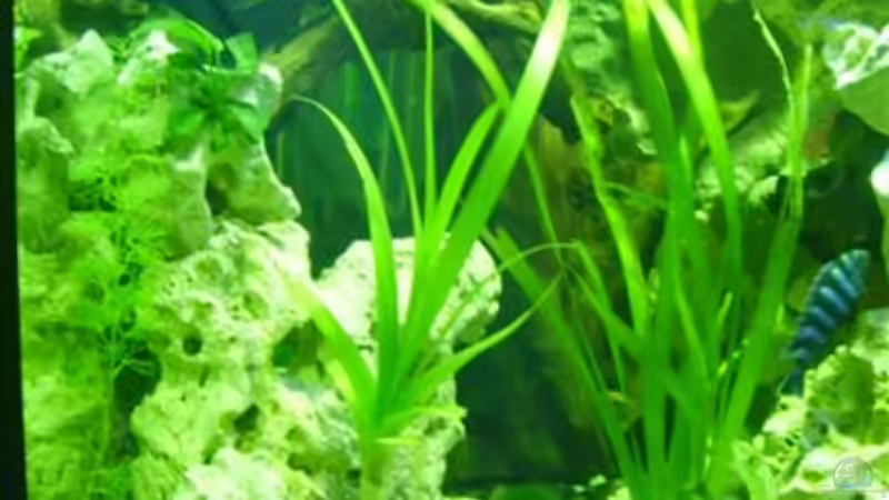 Hackenlilie am 28.04.08 sie wächst prächtig. von Peters Laden (20)