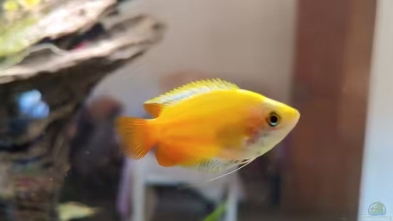 Hades 2 von Juno (22)