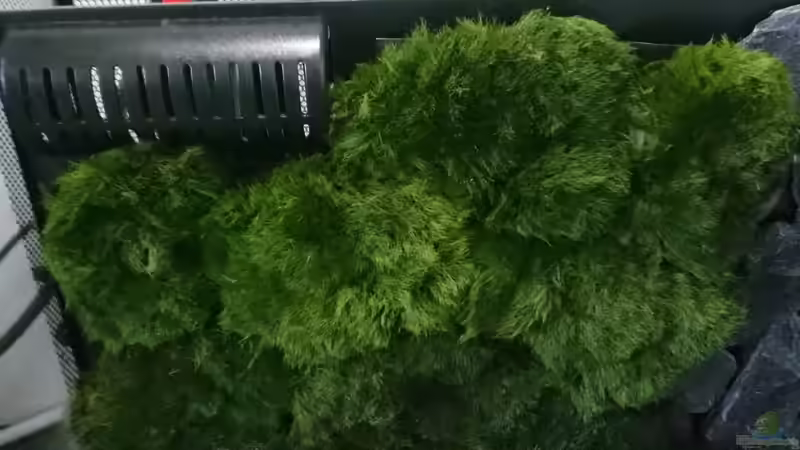 Hälfte der Rückwand mit Algenbälle  von Inuki (13)