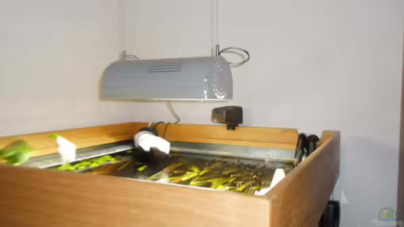 Hängelampen fürs Aquarium - Der große Ratgeber für Beleuchtung von oben