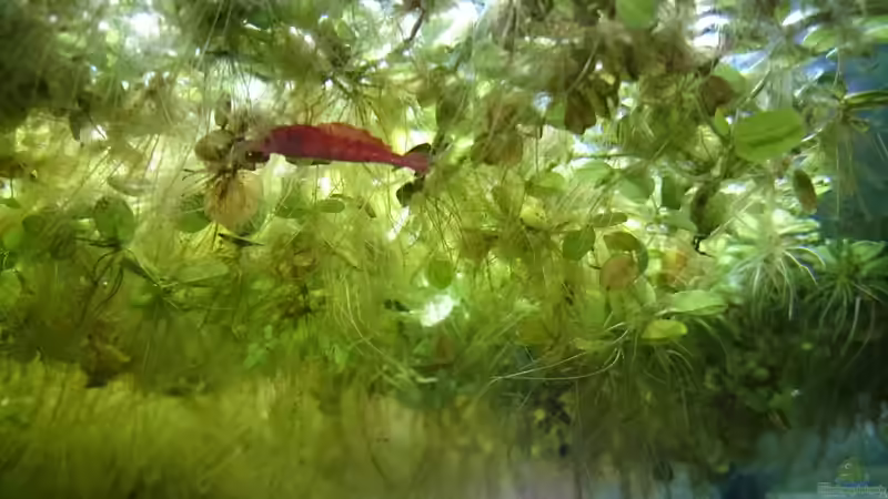 ´hängende Red´ von Rene Kromer (16)