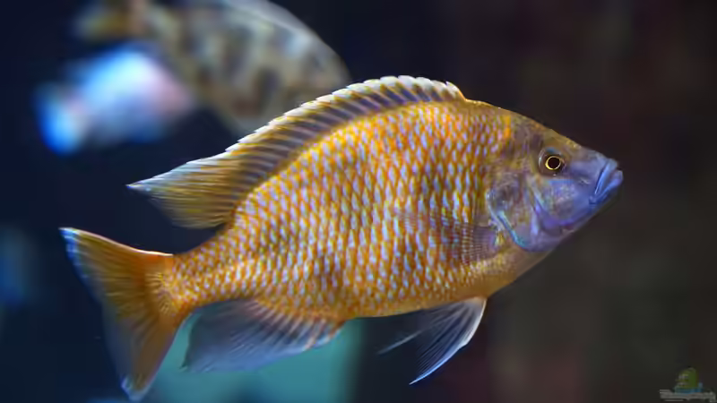 Häufigste Fehler bei der Haltung von Malawicichliden