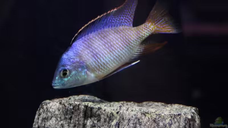 Häufigste Fehler bei der Haltung von Malawicichliden