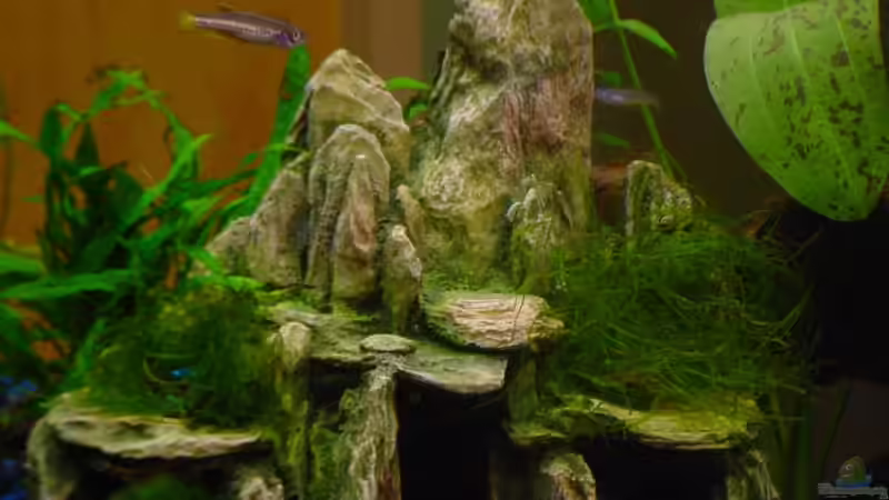 Häuschen mit Javamoos von Sabine Stark (16)